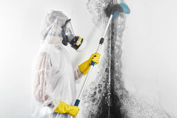 Best Mold-Related Health Consultation  in Osakis, MN