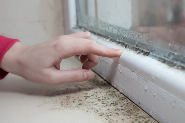 Best Mold Remediation for Rental Properties  in Osakis, MN
