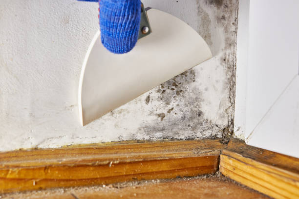 Best Mold Damage Restoration  in Osakis, MN