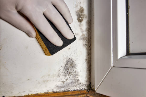 Best Crawl Space Mold Remediation  in Osakis, MN